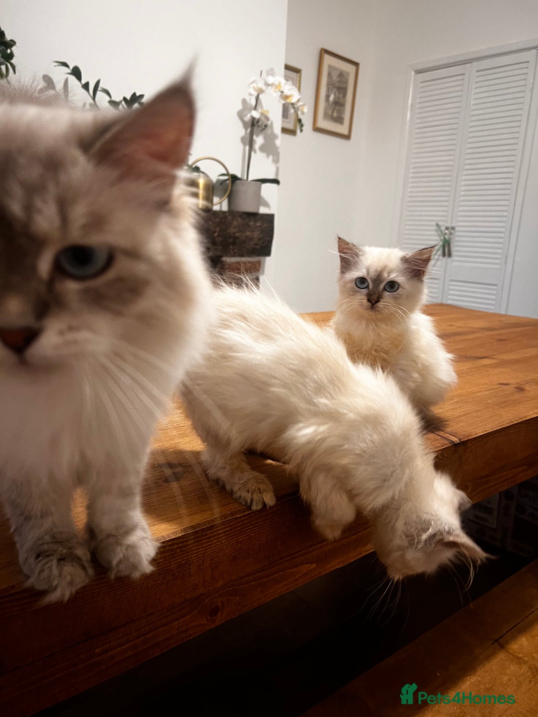 Siberian cats for sale: Three Siberian kittens!! - Image 1