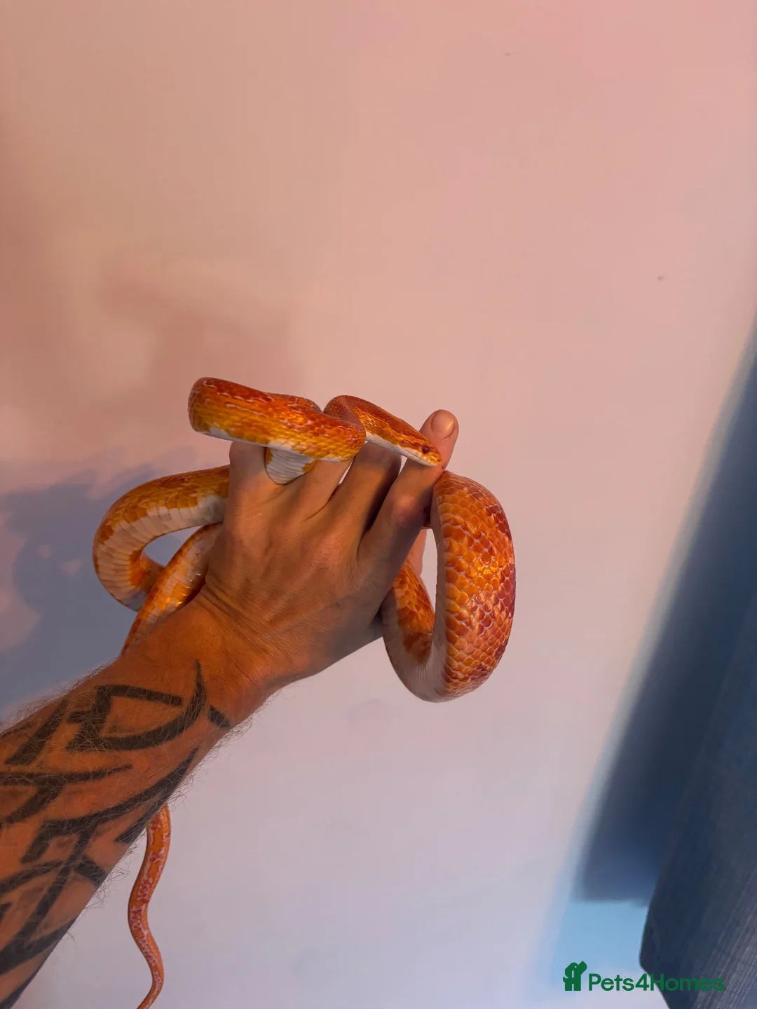 Corn Snake reptiles for sale: Male Corn Snake - Advert 2