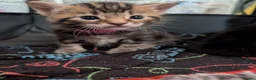 Mixed Breed cats for sale: Mixed Maine Coon Kittens  - Advert 19