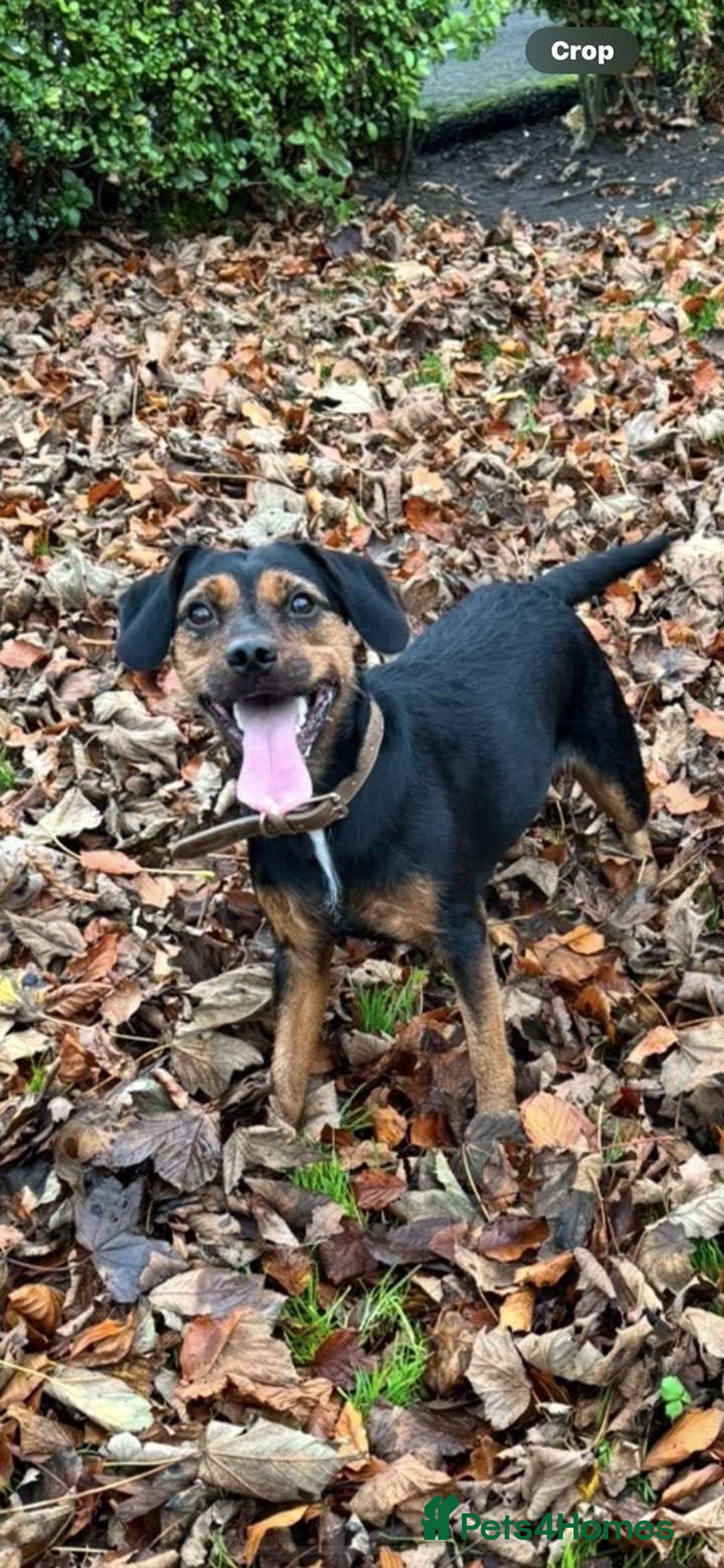 Mixed Breed dogs for sale: Puppy Lakeland terrier X English Springer Spaniel  - Advert 7