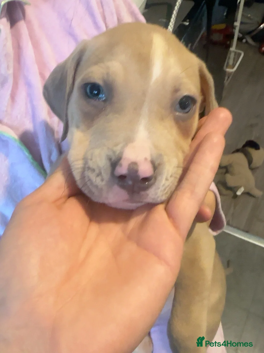 American Bulldog dogs for sale: American buldog in Liverpool - Advert 2