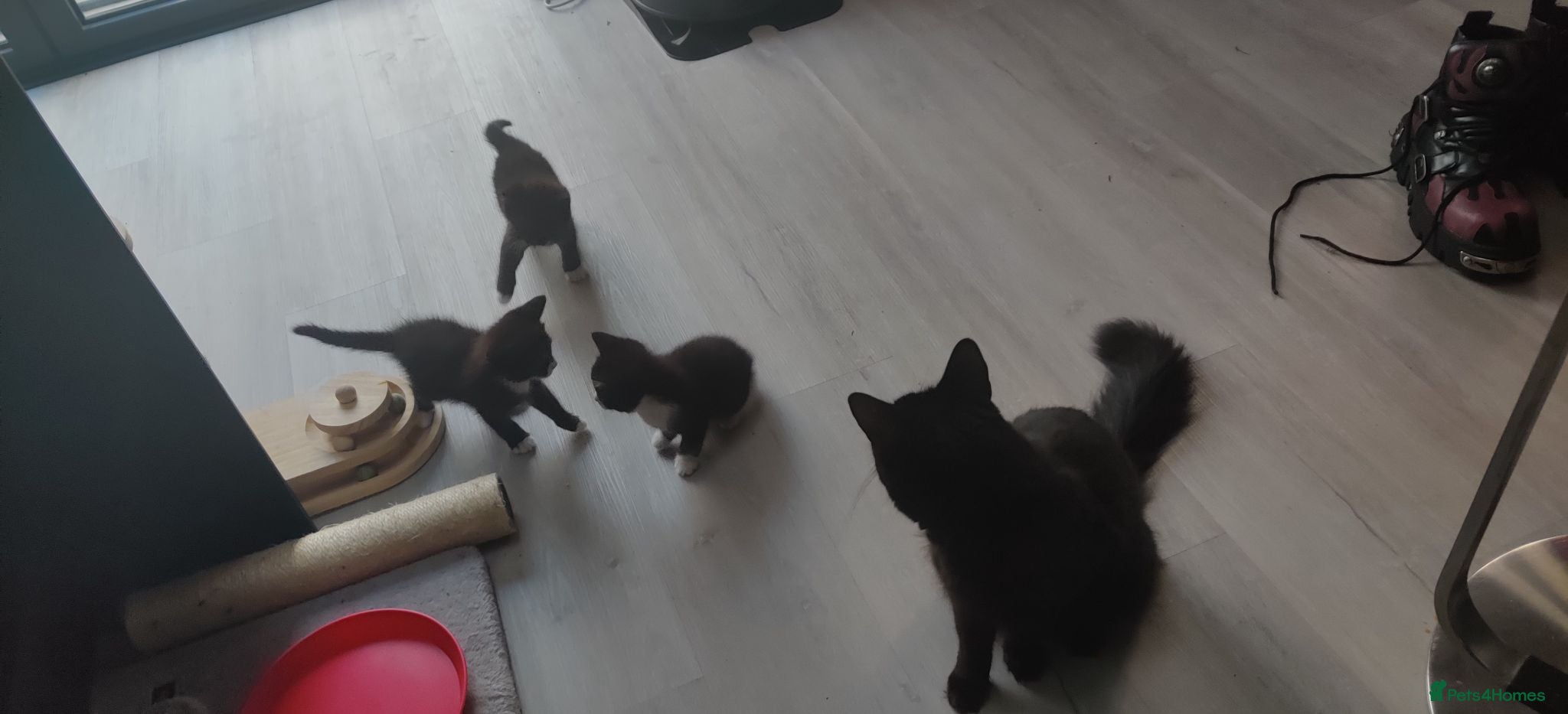 Mixed Breed cats Fluffy Black & White Tuxedo Kittens Ready 9 July  - Advert 5