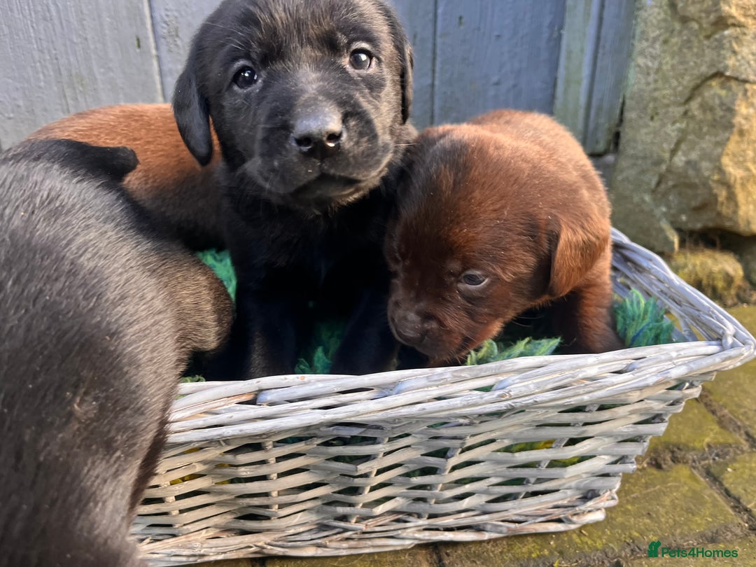 Labrador Retriever dogs for sale: Dual purpose bred Labradors  - Advert 2