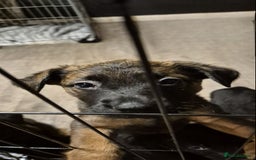 Mixed Breed dogs for sale: Beautiful Belgian Malanois x Labrador Puppies  - Image 3