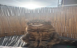 Domestic Shorthair cats for sale: ASAP- Adorable cat to be rehomed  - Image 4