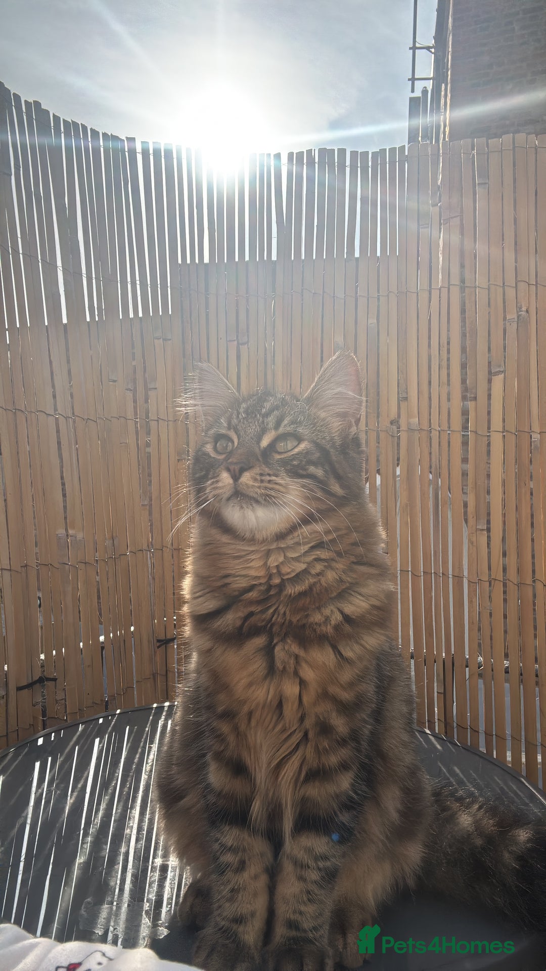 Domestic Shorthair cats for sale: ASAP- Adorable cat to be rehomed  - Image 4