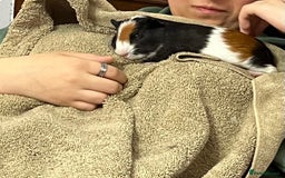 Guinea Pig rodents for sale: Male guinea pigs with cage and accessories  - Image 9
