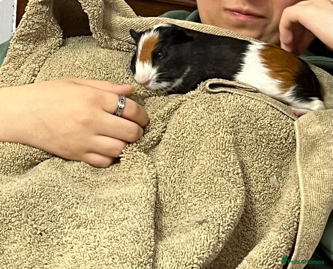 Guinea Pig rodents for sale: Male guinea pigs with cage and accessories  - Image 9