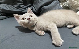 British Shorthair cats for sale: Adorable British shorthair kittens  - Image 5