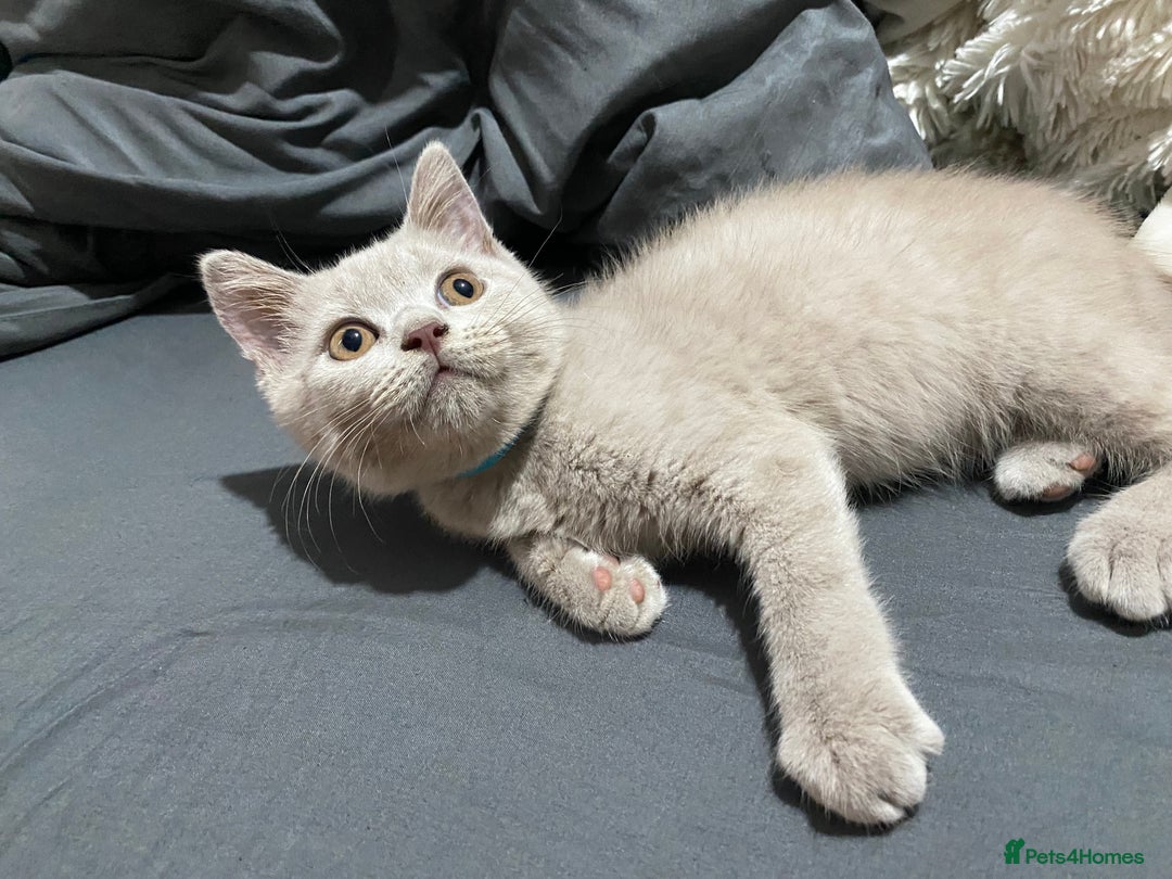 British Shorthair cats for sale: Adorable British shorthair kittens  - Image 5