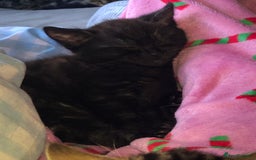 Bombay cats for sale: 🌟 🐾Ready to go🐾🌟 - Image 9