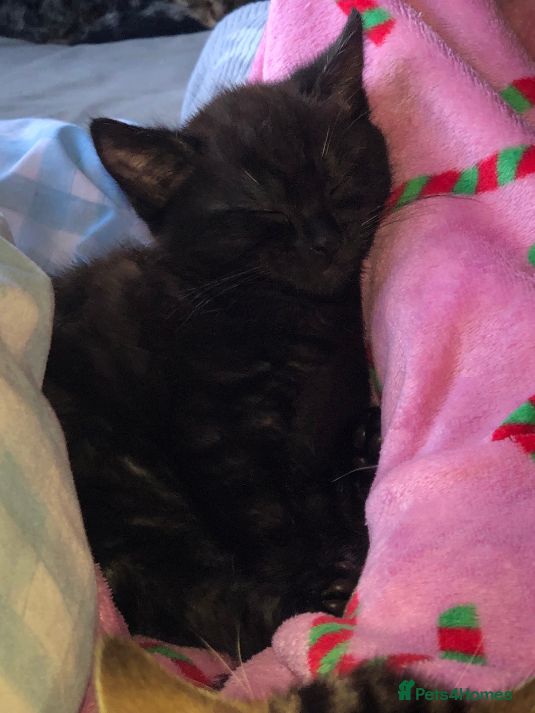 Bombay cats for sale: 🌟 🐾Ready to go🐾🌟 - Image 9