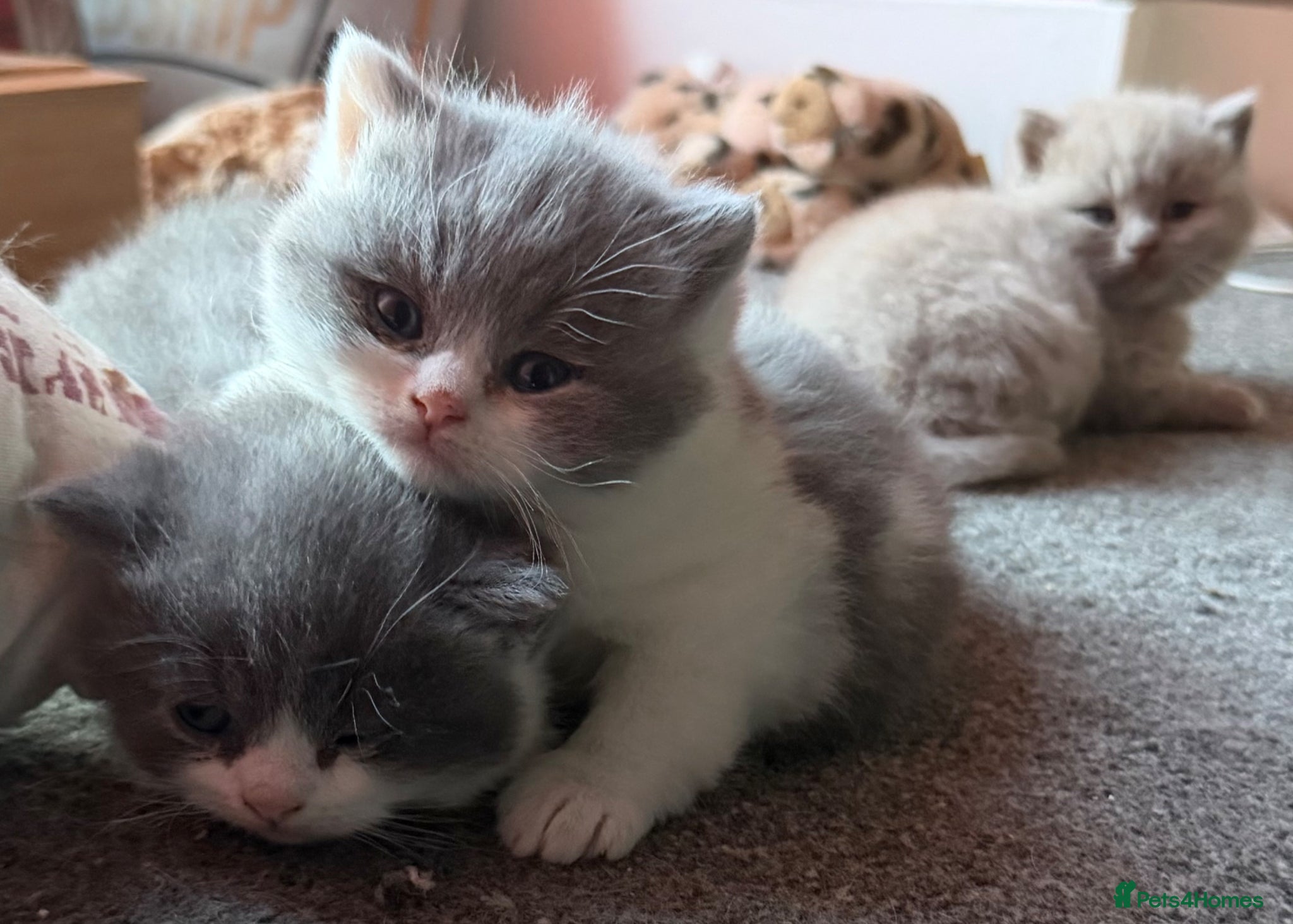 British Shorthair cats FOUR BRITISH SHORTHAIR KITTENS FOR SALE - Advert 2