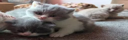British Shorthair cats for sale: FOUR BRITISH SHORTHAIR KITTENS FOR SALE - Advert 2