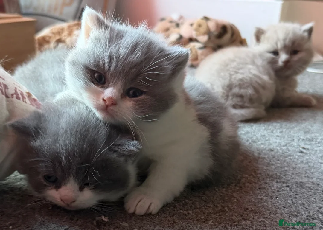 British Shorthair cats for sale: FOUR BRITISH SHORTHAIR KITTENS FOR SALE - Advert 2