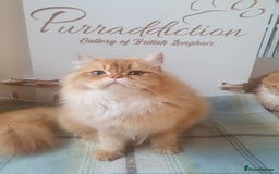 British Longhair cats for sale: Last Cinnamon Golden Shaded Kitten  - Image 5