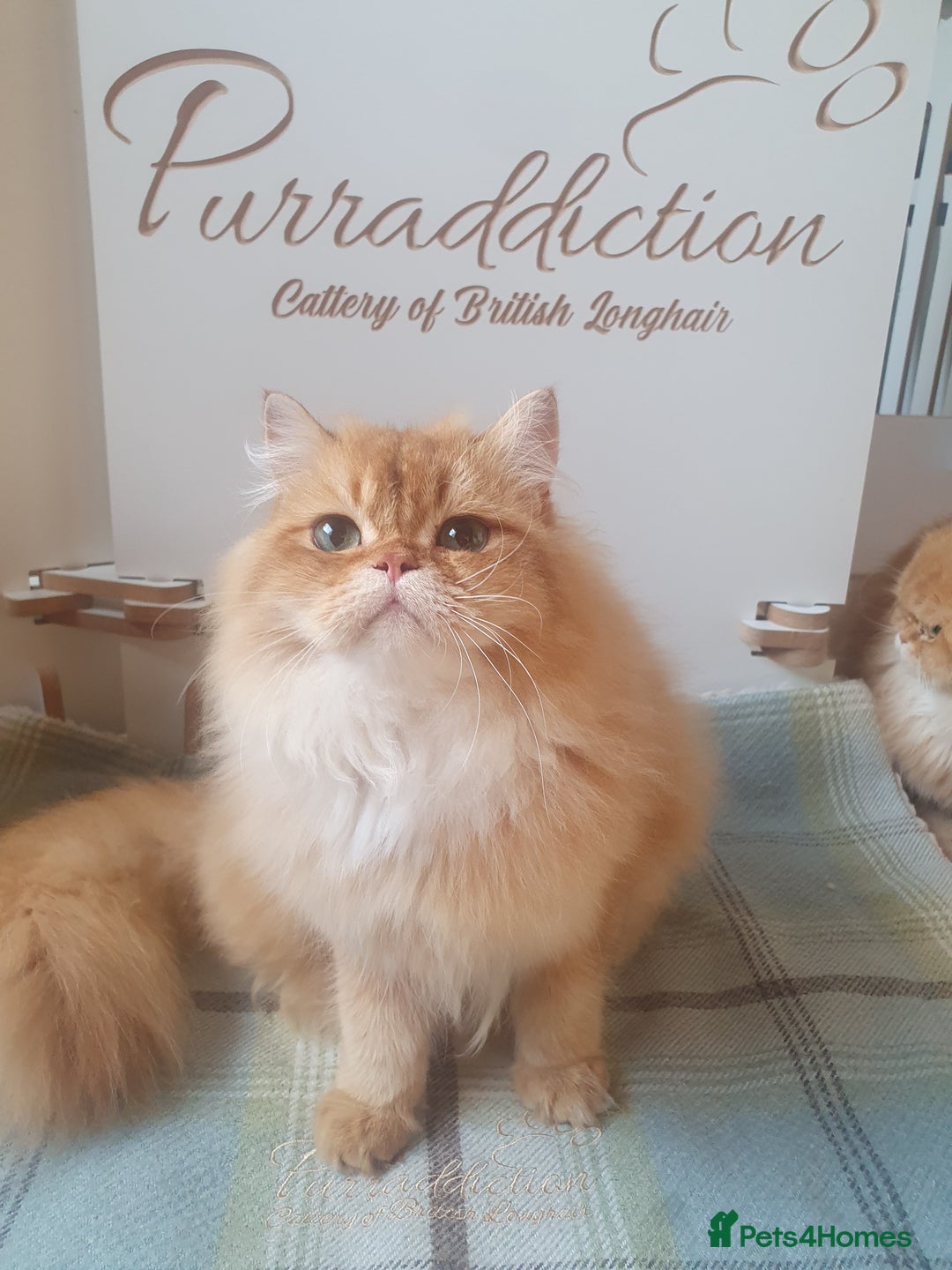 British Longhair cats for sale: Last Cinnamon Golden Shaded Kitten  - Image 5