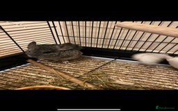 Chinchilla rodents for sale: White gold-bar mosaic Chinchillas for sale (Rare) - Image 2