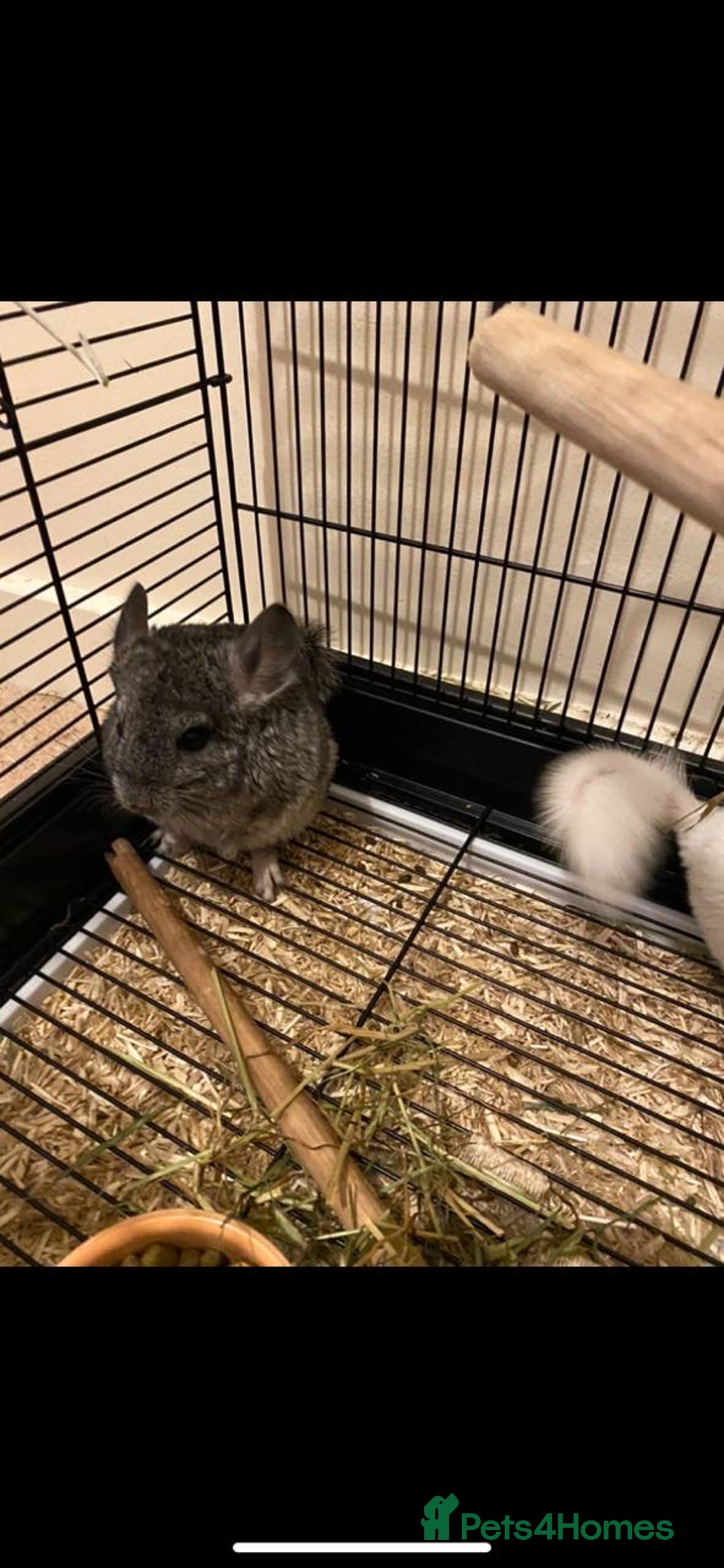 Chinchilla rodents for sale: White gold-bar mosaic Chinchillas for sale (Rare) - Image 2