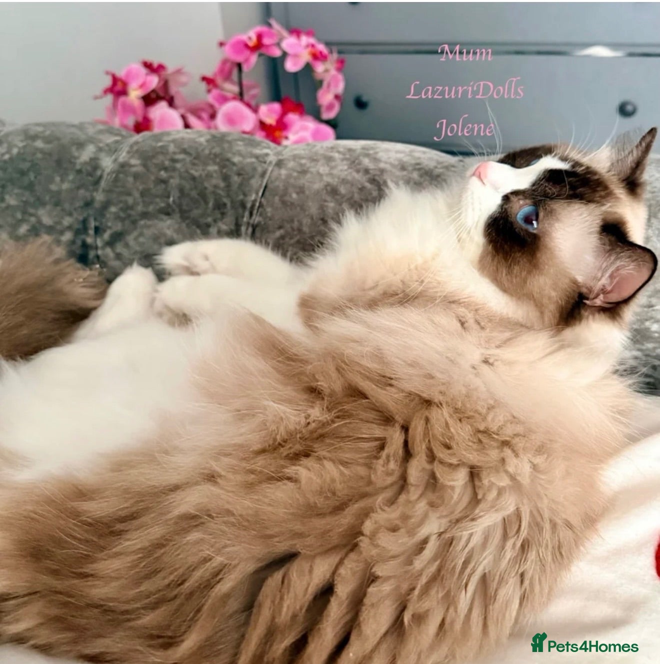 Ragdoll cats Premium Quality✨️🏆 TICA Reg European Ragdolls 🩷  - Advert 2