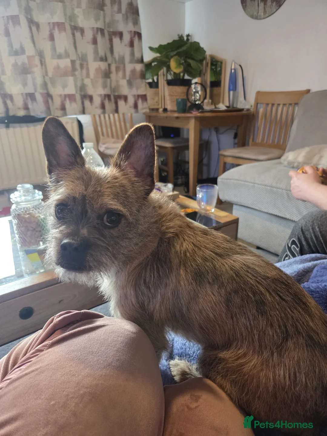 Mixed Breed dogs for adoption: 💙RONNIE Big Personality In Tiny Wrap Chorkie X - Advert 3