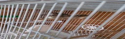Finches birds for sale: finch  - Advert 9