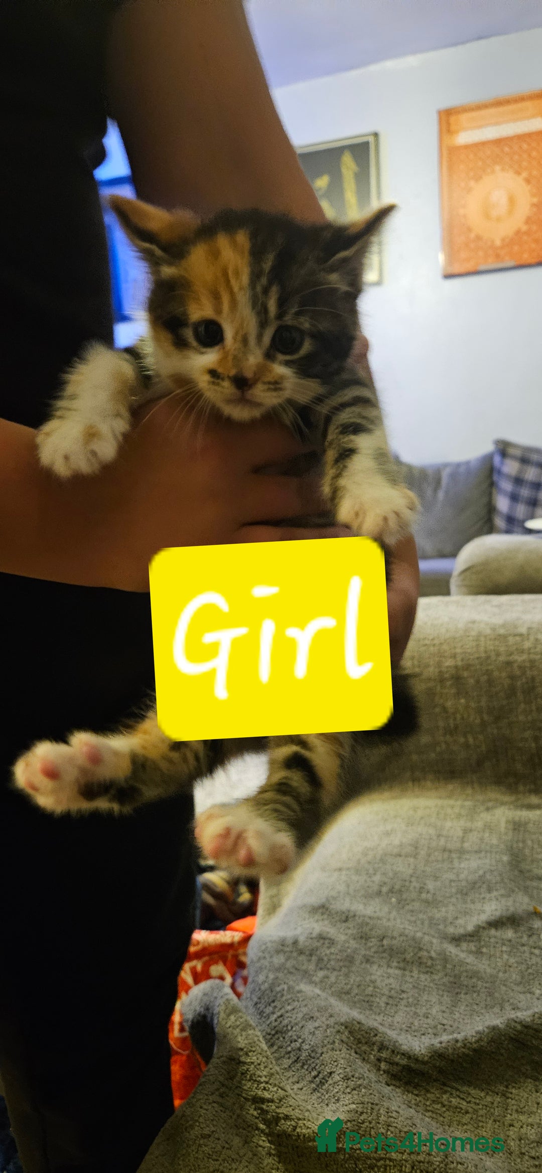 Bengal cats for sale: Kittys:Bengal+British parents  - Advert 6