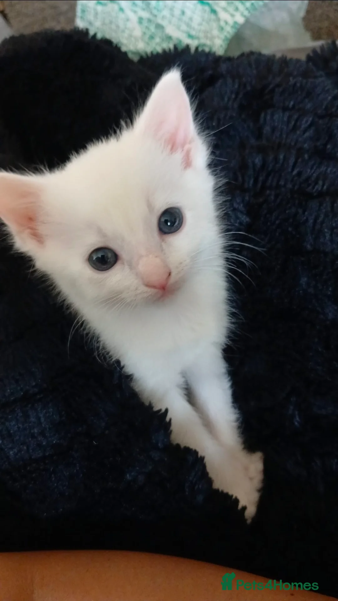 Mixed Breed cats for sale: 3 gorgeous kittens for sale - Advert 2