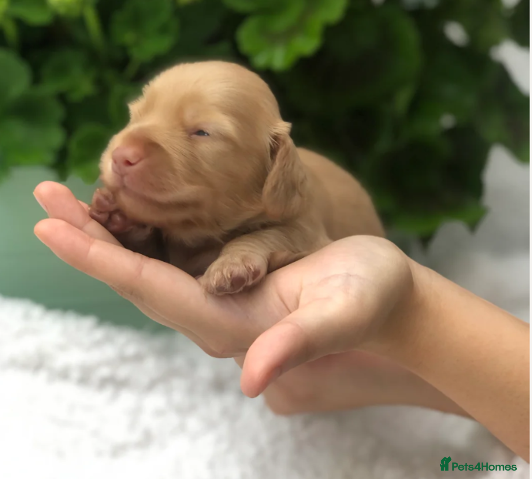 Miniature Dachshund dogs for sale: Cream Miniature Long-Haired Dachshund Puppies - Image 11