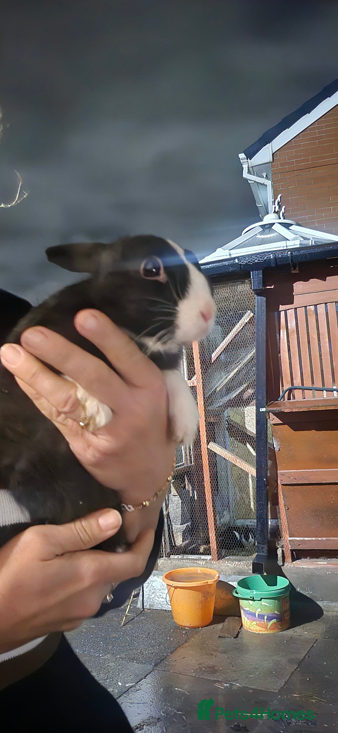 Mixed Breed rabbits for sale: 3 weeks old so cute 💕 - Advert 16