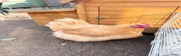 Chickens poultry for sale: Orpingtons/ hybrids/ wyandotte/leg bars & cockeral in Rhyl - Advert 1