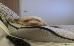 Cockapoo dogs for adoption: 💙🐶 BOBBY 🐶💙 - Advert 15