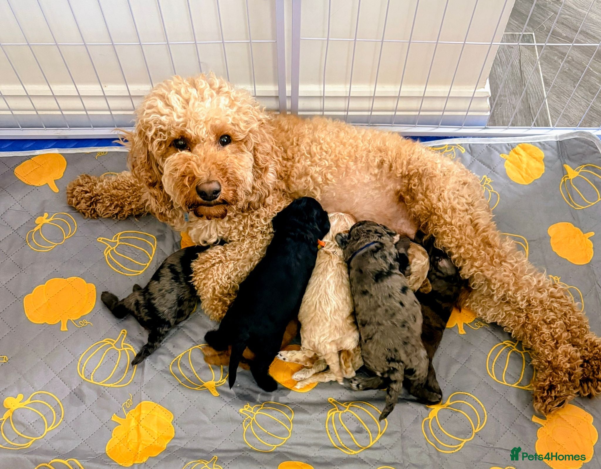 Cockapoo dogs Gorgeous Rainbow Litter of Teddy Bear Puppies! 🐾 - Advert 1