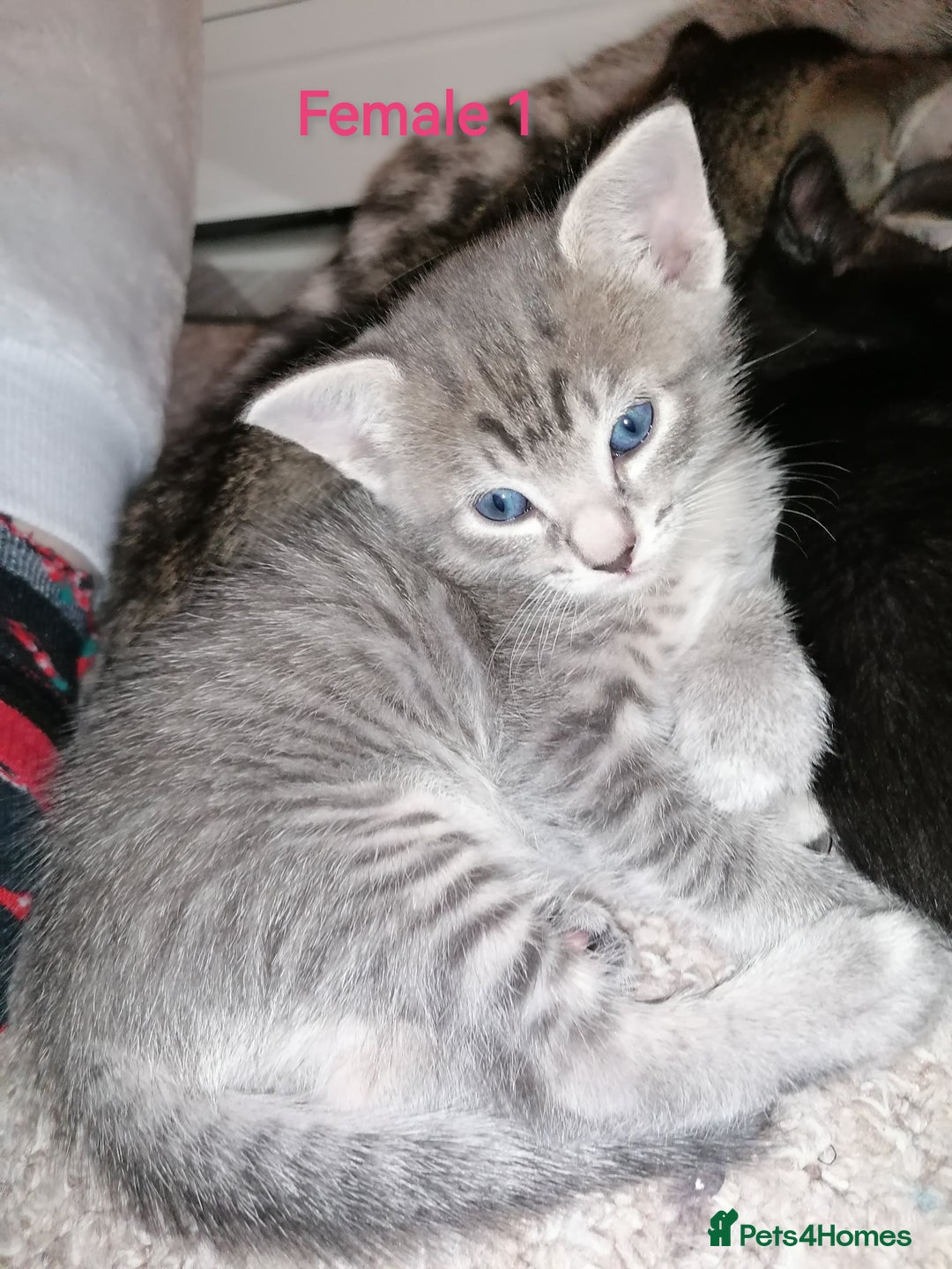 Mixed Breed cats for sale: Siamese Bengal mix kittens  - Advert 8