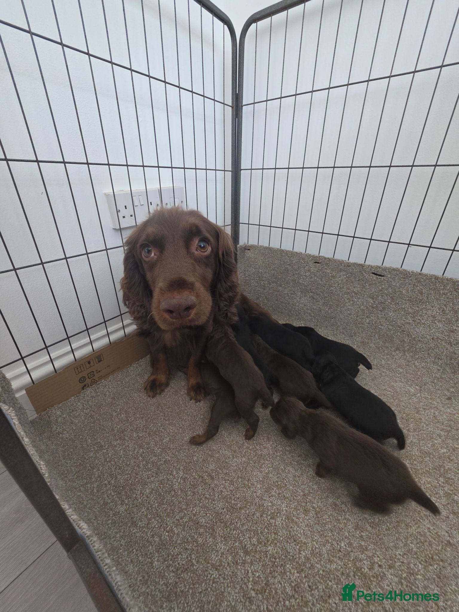 Cocker Spaniel dogs Cocker Spaniel Tan Pups - Advert 2