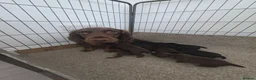 Cocker Spaniel dogs for sale: Cocker Spaniel Tan Pups - Advert 2