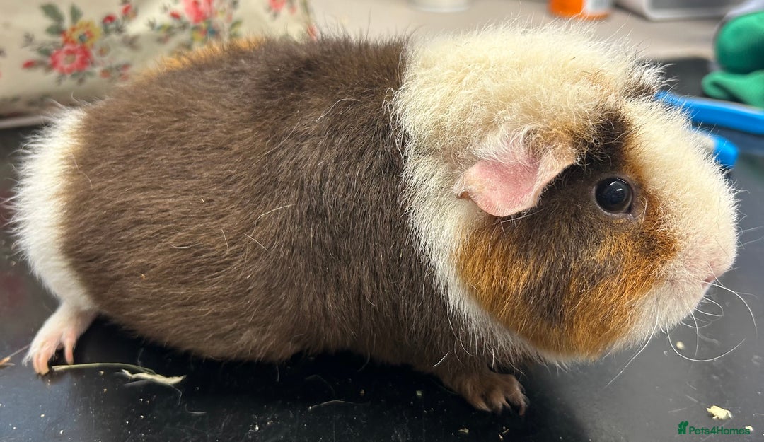 Guinea Pig rodents for sale: Teddy Sows Available  - Image 7