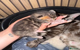 Bengal cats for sale: 4 Beautiful Bengals for sale  - Image 4