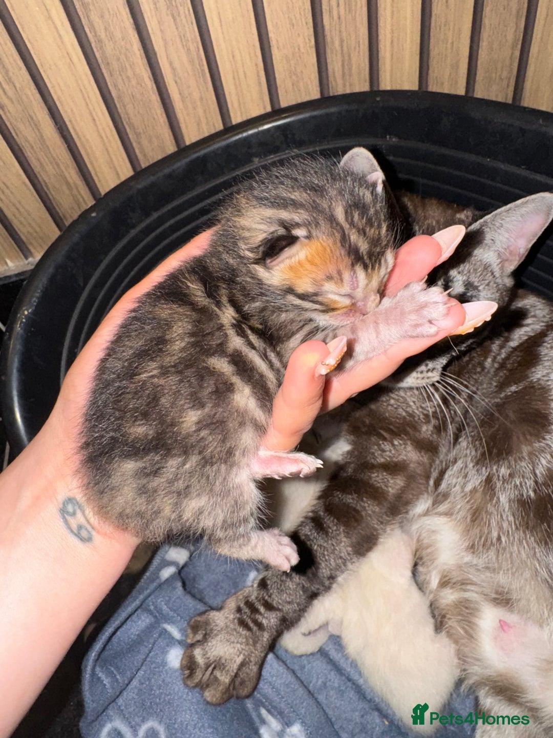 Bengal cats for sale: 4 Beautiful Bengals for sale  - Image 4