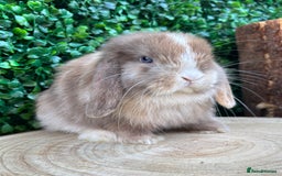 Mini Lop rabbits for sale: Mini lop babies 🌟 in Hartlepool - Image 18