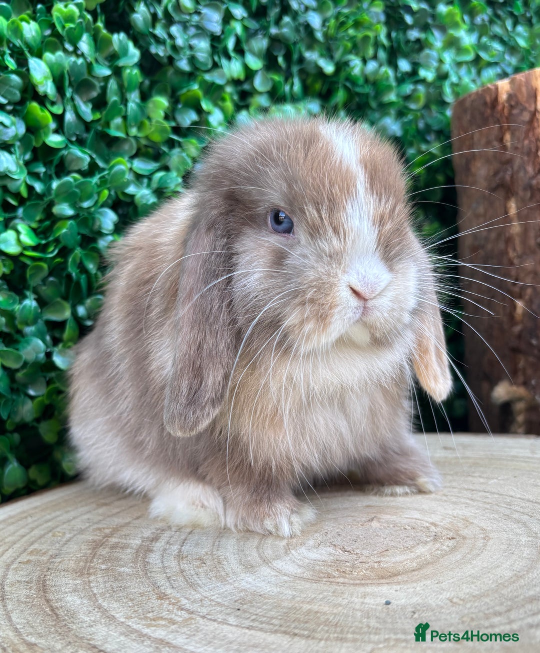Mini Lop rabbits for sale: Mini lop babies 🌟 in Hartlepool - Image 18