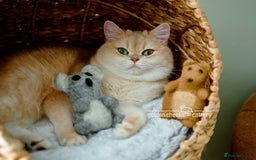 Scottish Fold cats for sale: Show Quality Scottish Kittens - Advert 16