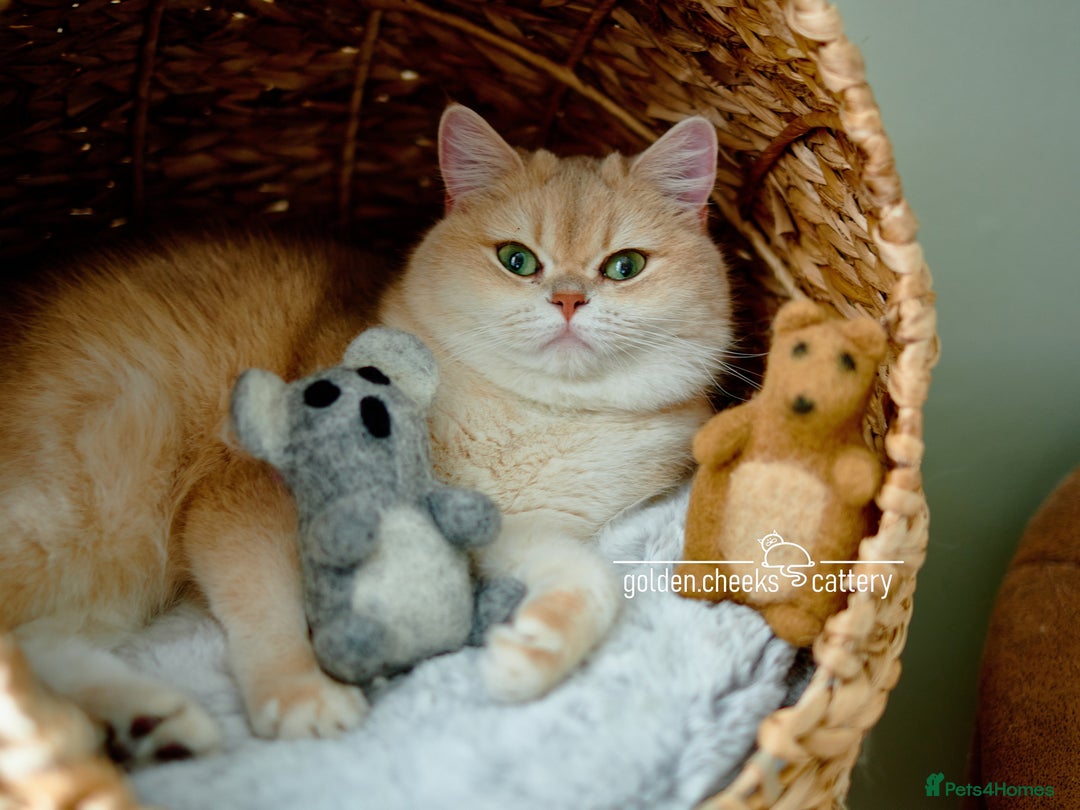 Scottish Fold cats for sale: Show Quality Scottish Kittens - Advert 16