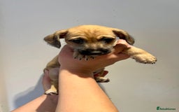Mixed Breed dogs for sale: Cavapoo x Italian greyhound puppies  - Image 15