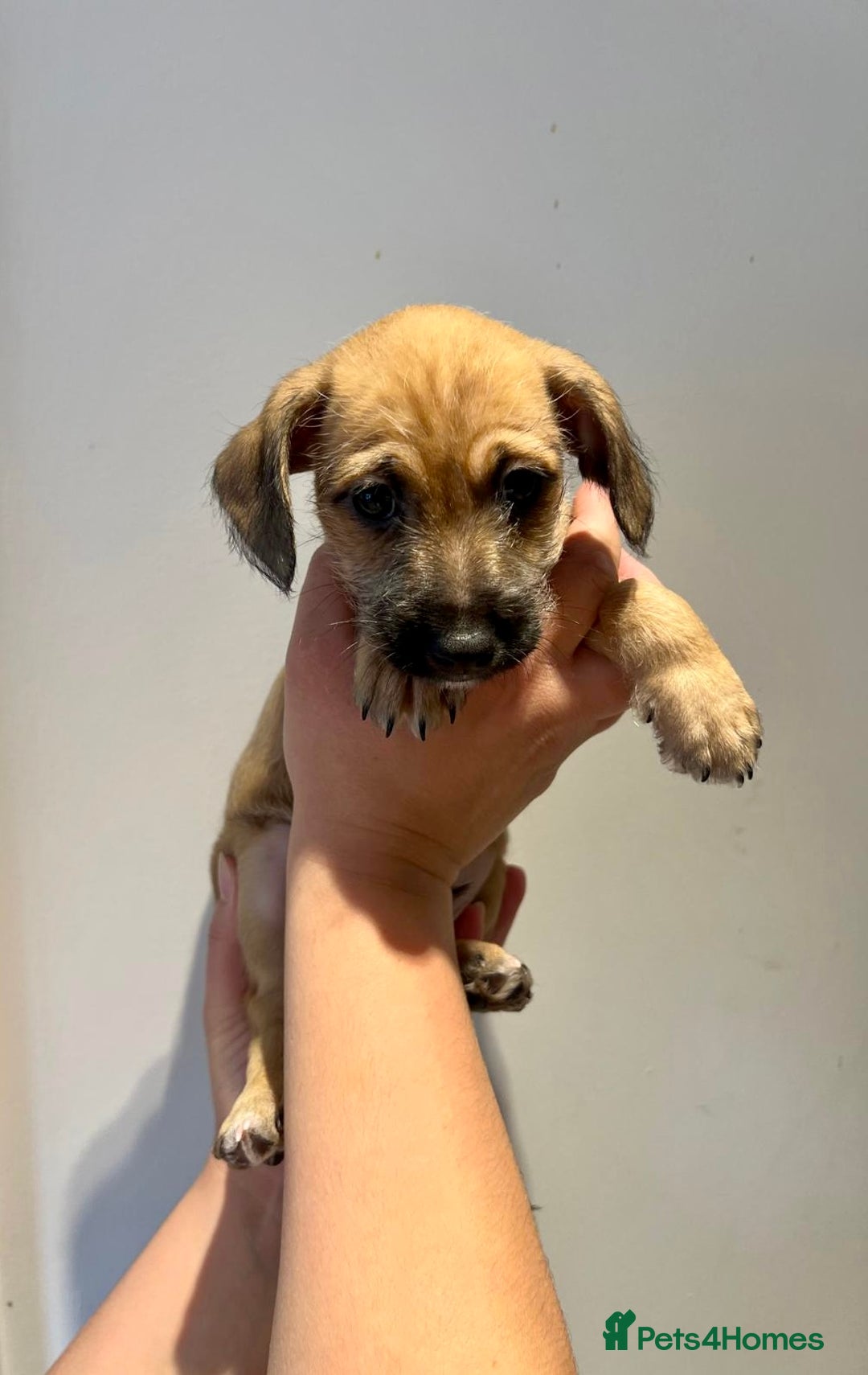 Mixed Breed dogs for sale: Cavapoo x Italian greyhound puppies  - Image 15