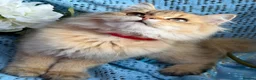 British Longhair cats for sale: British Longhair adorable golden kitten TICA - Advert 10
