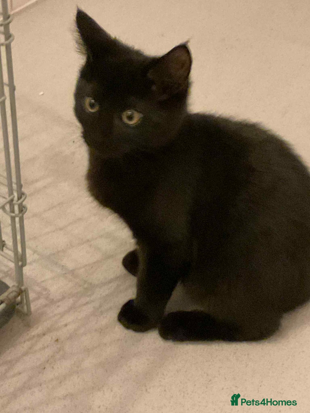 Maine Coon cats for sale: Maine coon kittens  - Advert 5