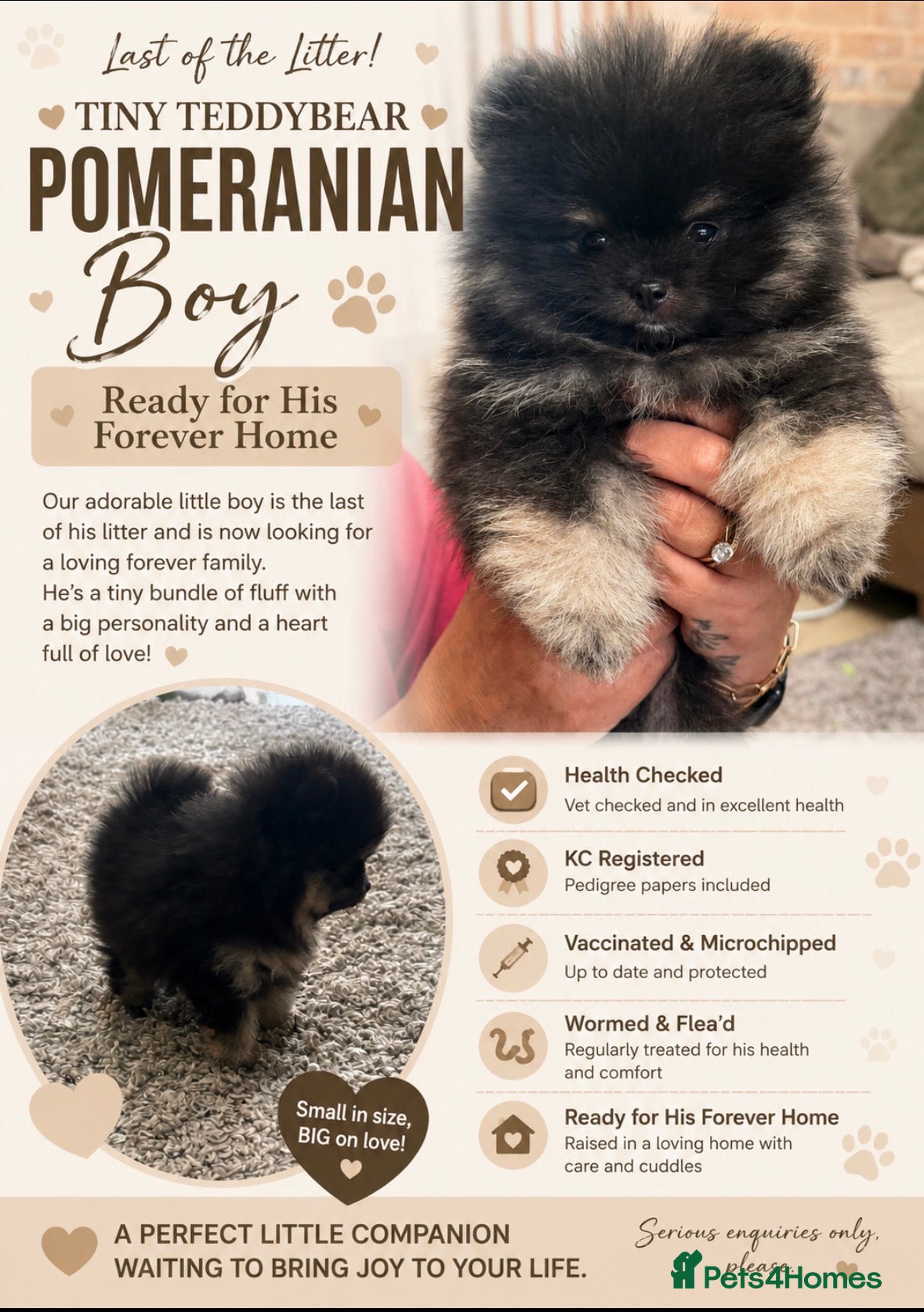 Pomeranian dogs Tiny Teddybear Pomeranian boy - Advert 1