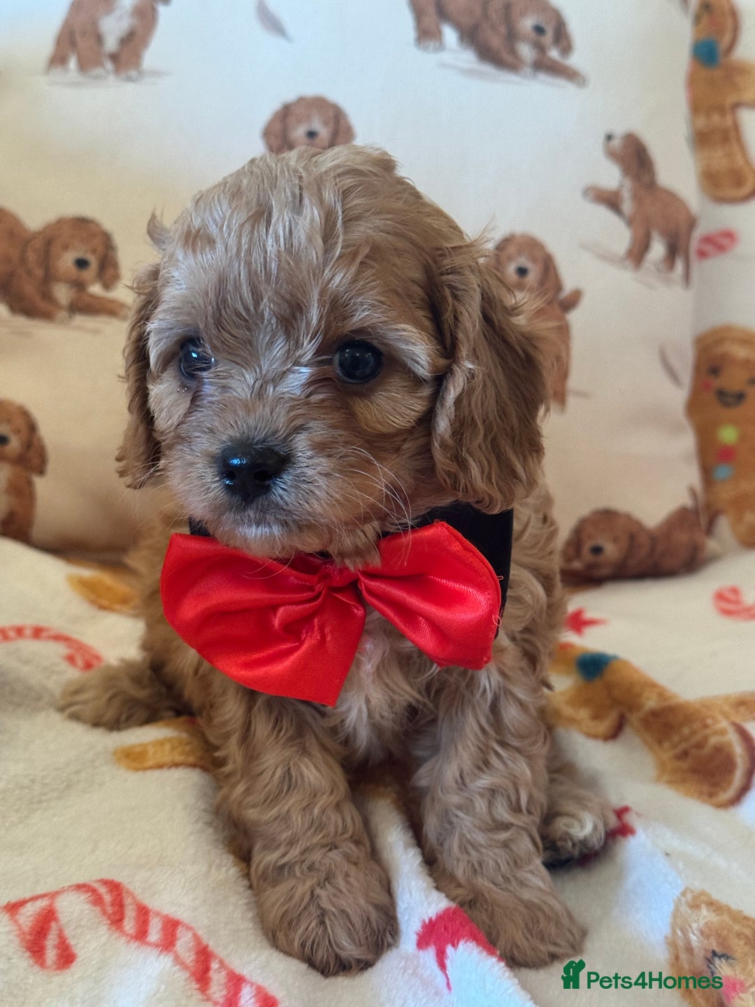 Cavapoo dogs for sale: Stunning cavapoos - Advert 12