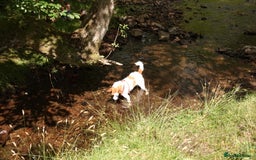 Jack Russell dogs for stud: Parson Jack Russell  - Image 4